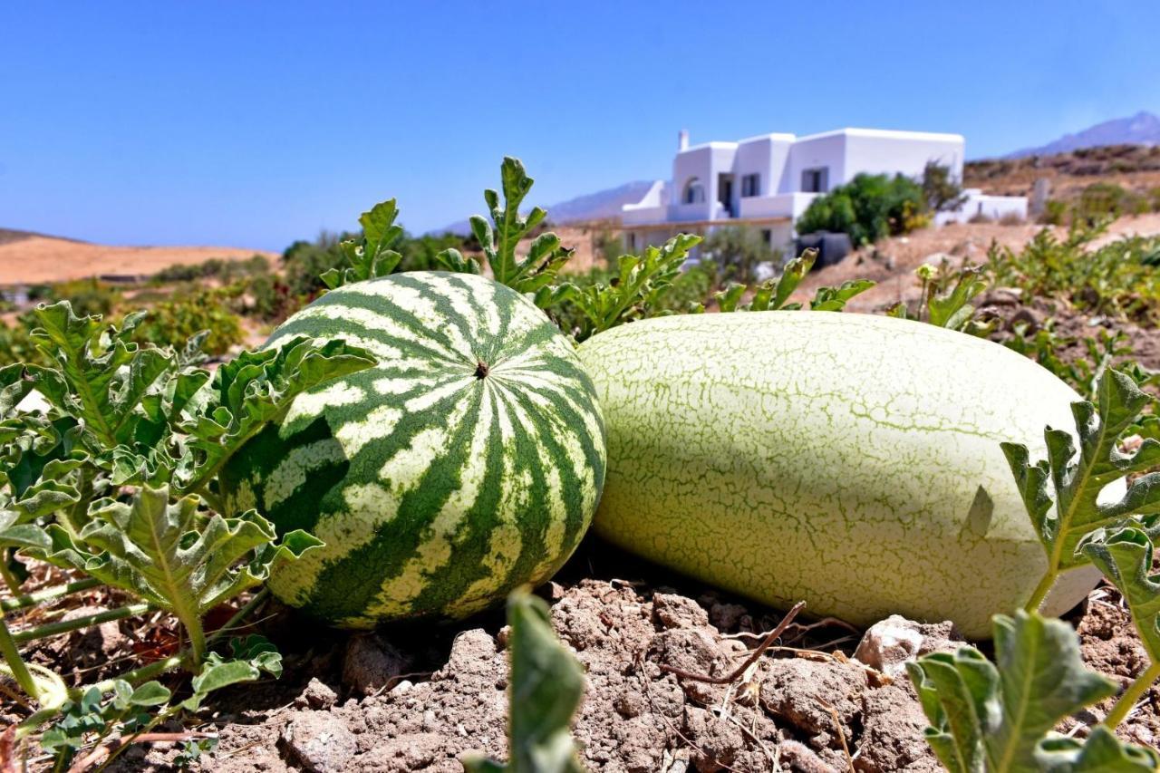 Apartmán Relaxia Estate Naxos Galini  Exteriér fotografie